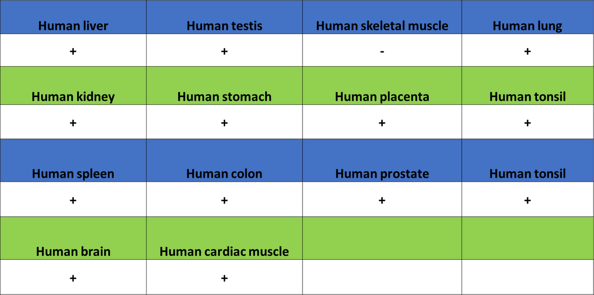 ADAM9 Recombinant Rabbit mAb (S-3270-74)