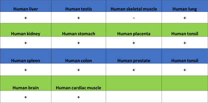ADAM9 Recombinant Rabbit mAb (S-3270-74)