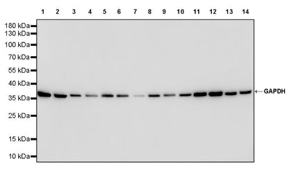 S-RMab® GAPDH Recombinant Rabbit mAb (S-240-147)