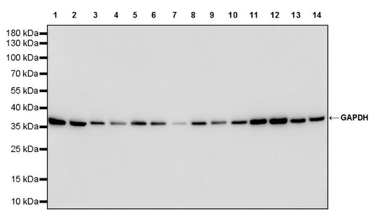 S-RMab® GAPDH Recombinant Rabbit mAb (S-240-147)