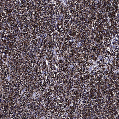 CD74 Recombinant Rabbit mAb (S-4524-58)