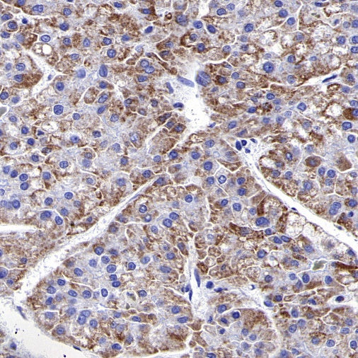 COX IV Rabbit polyclonal antibody