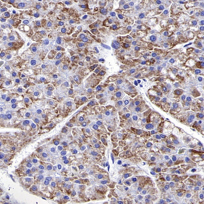 COX IV Rabbit polyclonal antibody