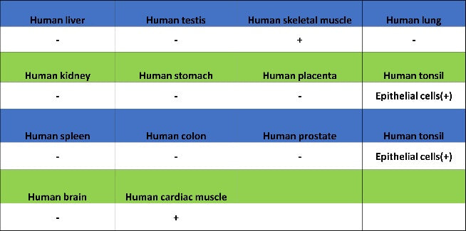 PDX1 Rabbit Polyclonal Antibody