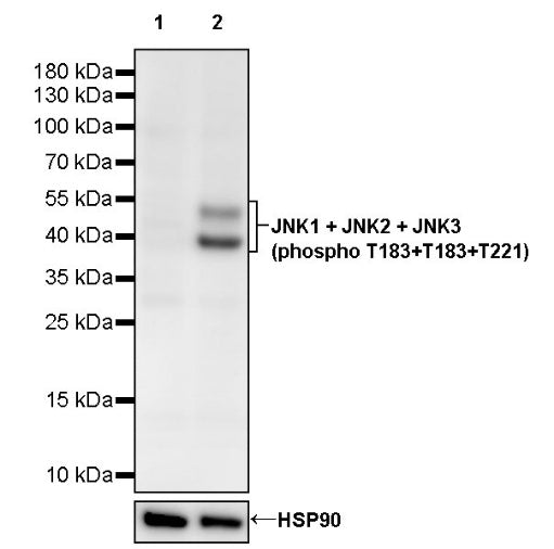 JNK1 + JNK2 + JNK3 (phospho T183+T183+T221) Recombinant Rabbit mAb (S-3593)