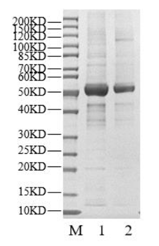 USP30 Protein