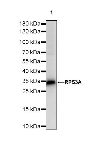 RPS3A Rabbit polyclonal antibody
