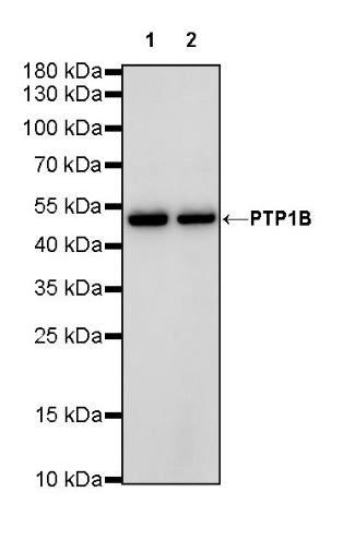 PTP1B Recombinant Rabbit mAb (S-R336)