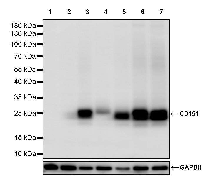 CD151 Recombinant Rabbit mAb (S-3235-104)