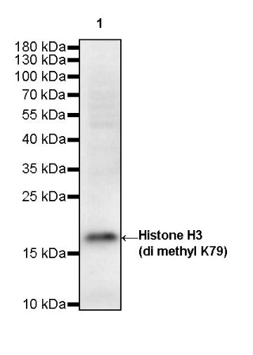 Histone H3 (di methyl K79) Rabbit polyclonal antibody