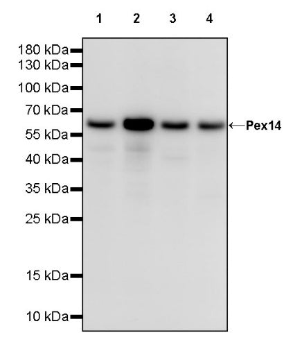 Pex14 Recombinant Rabbit mAb (S-2379-8)