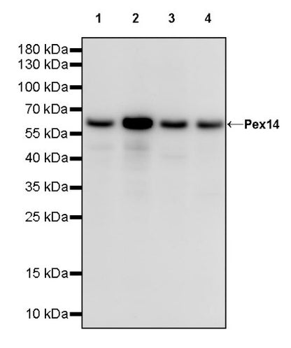 Pex14 Recombinant Rabbit mAb (S-2379-8)