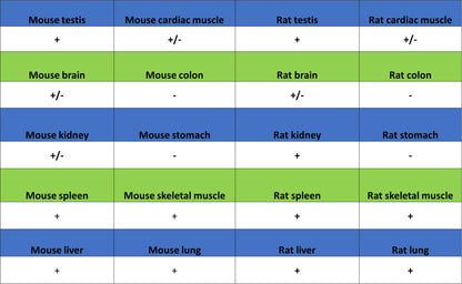 TRFE Rabbit Polyclonal Antibody