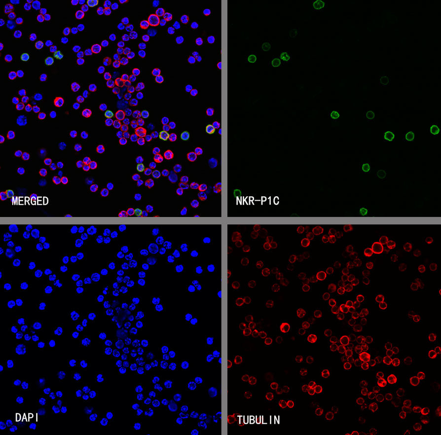 NKR-P1C Recombinant Rabbit mAb (S-4706)