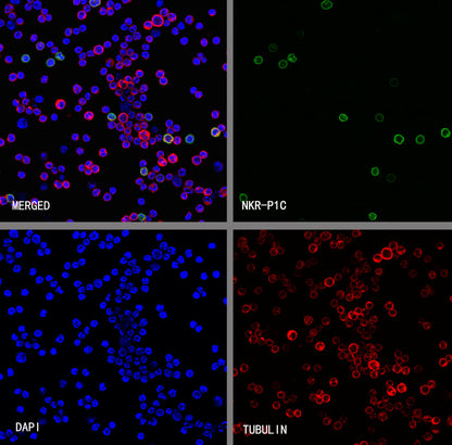 NKR-P1C Recombinant Rabbit mAb (S-4706)