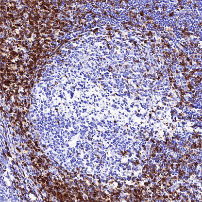 CD7 Recombinant Rabbit mAb,PBS Only (SDT-R165)