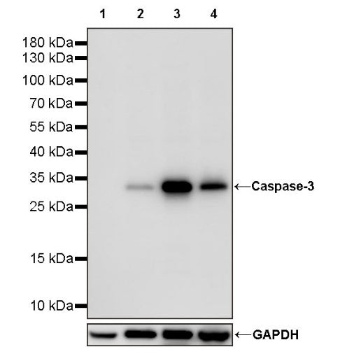 Caspase-3 Recombinant Rabbit mAb (S-656-43)