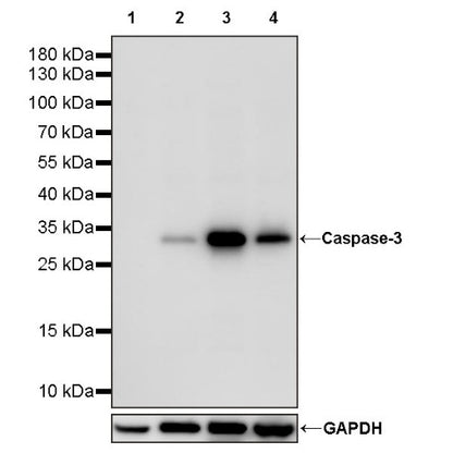 Caspase-3 Recombinant Rabbit mAb (S-656-43)