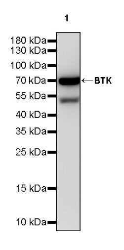 BTK Recombinant Rabbit mAb (SDT-2105-37)