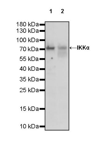 IKKα Rabbit polyclonal antibody