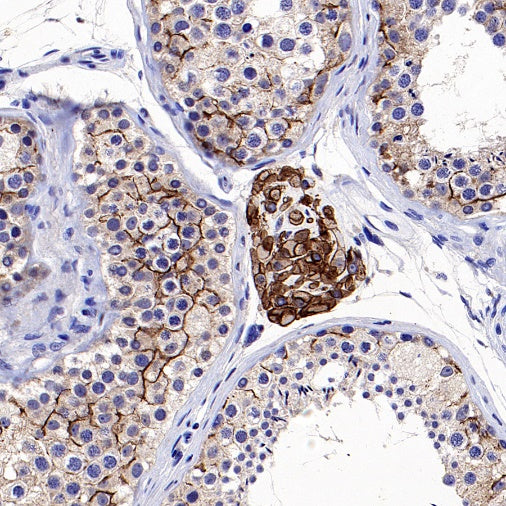 Connexin 43/GJA1 Rabbit Polyclonal Antibody