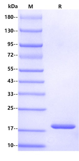 Mouse Olfactory Marker Protein, His Tag
