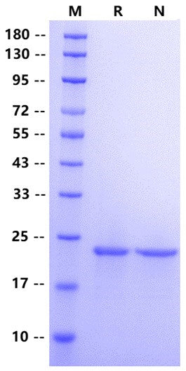 FGF-21 Protein, Mouse