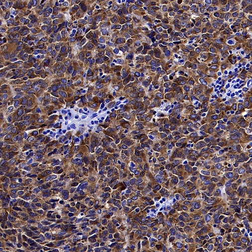 MelanA Recombinant Rabbit mAb (SDT-3352)