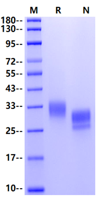 JAM-C His Tag Protein, Mouse