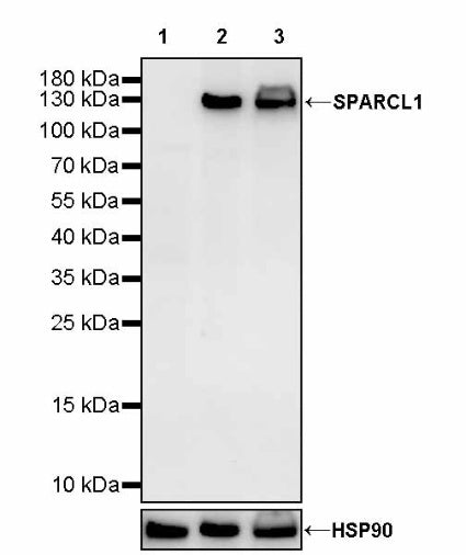 SPARCL1 Recombinant Rabbit mAb (S-3326-27)