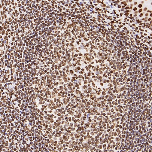 Histone H4 Recombinant Rabbit mAb (S-499-253)