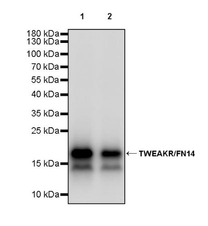 TWEAKR/FN14 Recombinant Rabbit mAb (S-913-1)