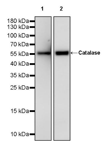 Catalase Recombinant Rabbit mAb (S-1925-3)
