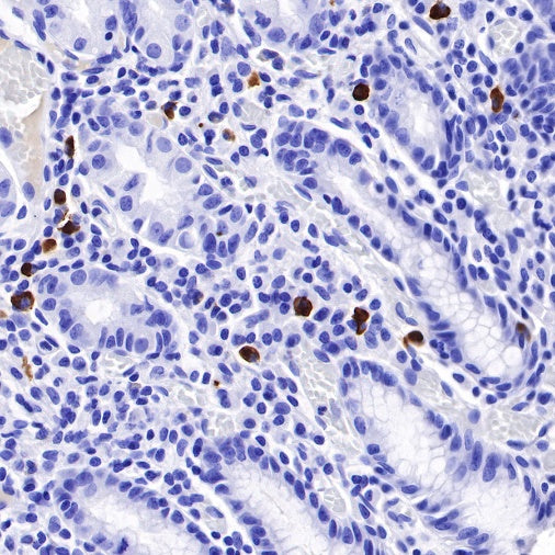 Human IgG3 F(c) Recombinant Rabbit mAb (S-459-75)
