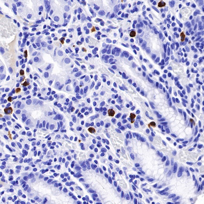 Human IgG3 F(c) Recombinant Rabbit mAb (S-459-75)