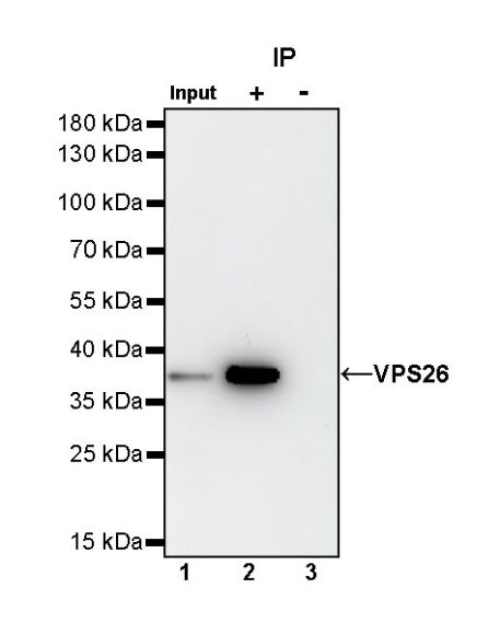 VPS26 Rabbit Polyclonal Antibody