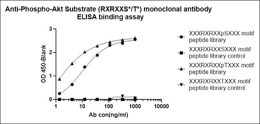 Phospho-Akt Substrate (RXRXXS*/T*) Recombinant Rabbit mAb (S-2624-20)