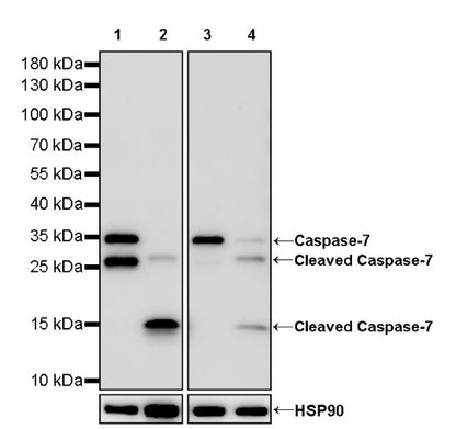 S-RMab® Caspase-7 Recombinant Rabbit mAb (S-1539-42)