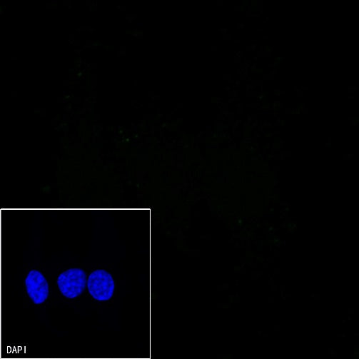 Mouse mAb IgG1, κ Isotype Control (S-844-79)