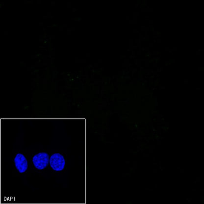 Mouse mAb IgG1, κ Isotype Control (S-844-79)
