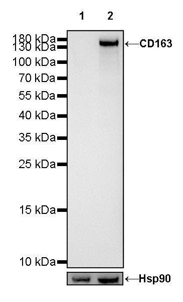 S-RMab® CD163 Recombinant Rabbit mAb,PBS Only (SDT-R164)