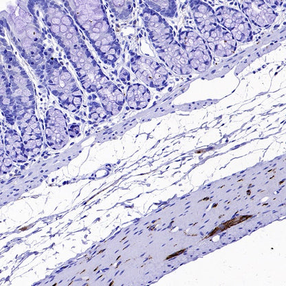 nNOS Recombinant Rabbit mAb (S-1641-70)