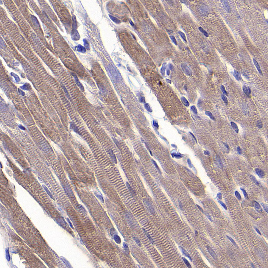 CHCHD2 Recombinant Rabbit mAb (S-4107-30)