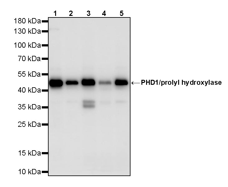 PHD1/prolyl hydroxylase Recombinant Rabbit mAb (S-5060-43)