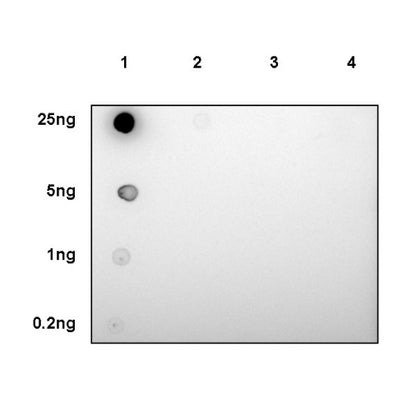 Histone H3 (di methyl K79) Recombinant Rabbit mAb (S-861-22)