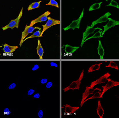 S-RMab® GAPDH Recombinant Rabbit mAb (S-240-147)