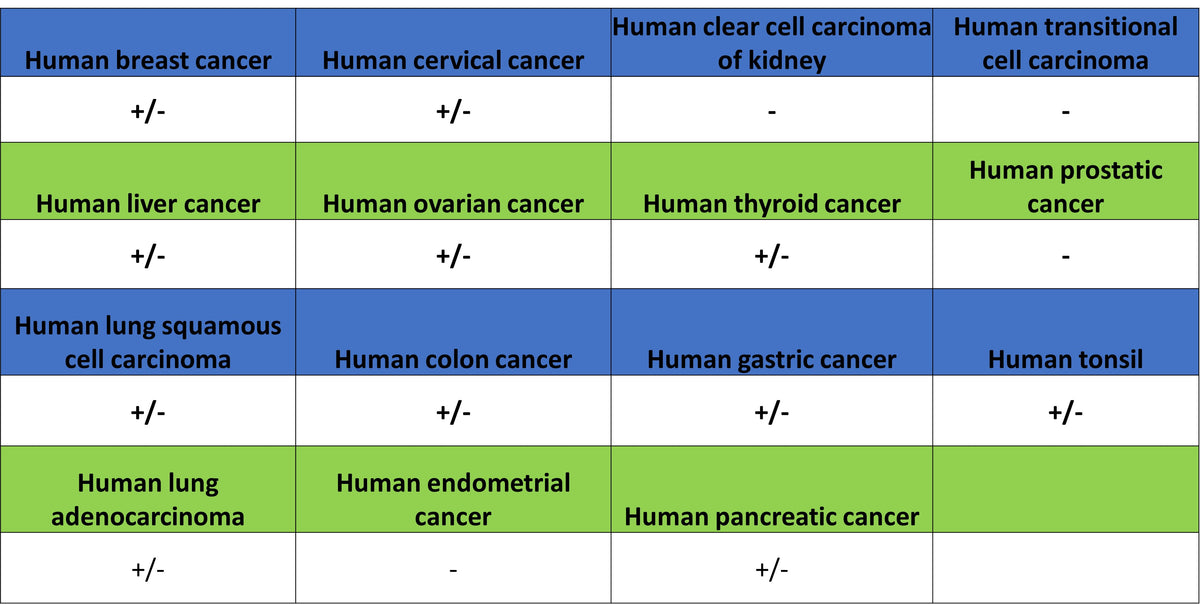 Syk Recombinant Rabbit mAb (S-4400-11)