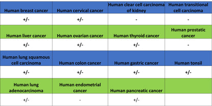 Syk Recombinant Rabbit mAb (S-4400-11)