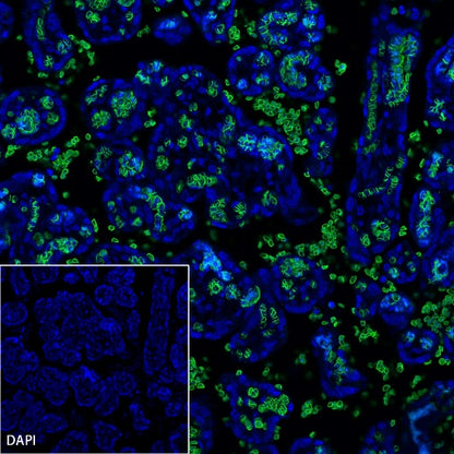 CD235a Recombinant Rabbit mAb (S-3088-3)