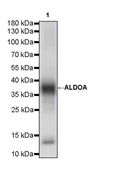 ALDOA Mouse mAb